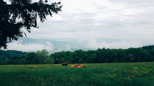 green grass field under cloudy sky thumbnail