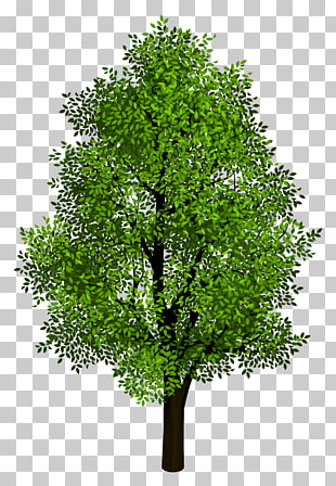 Tree Isometric projection , Green Tree Transparent , green leafed tree PNG clipart