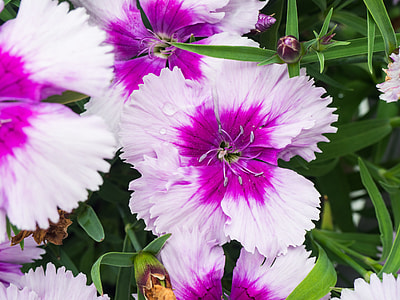 close-up photography of purple-and-white dianthus flowers in bloom thumbnail