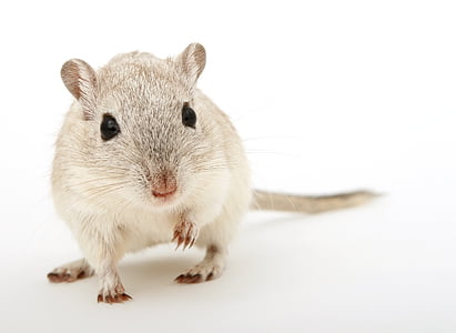 beige hamster on white surface thumbnail
