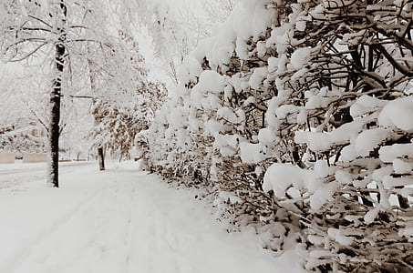 snow cap trees thumbnail
