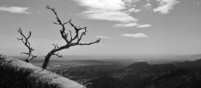 bare tree beside cliff thumbnail
