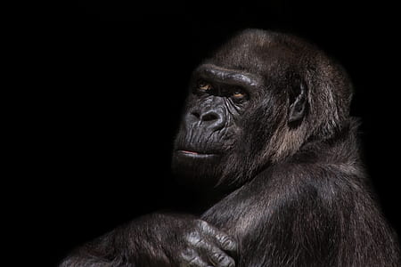 black Gorilla photography with black background thumbnail