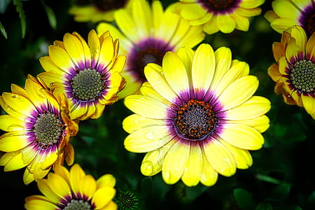 yellow petaled flower thumbnail
