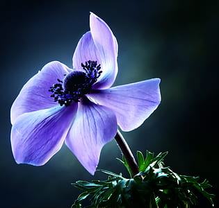 purple poppy in bloom close-up photo thumbnail
