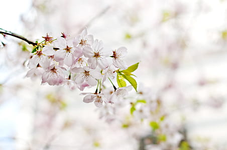 tilt shift lens photography of white flowers thumbnail