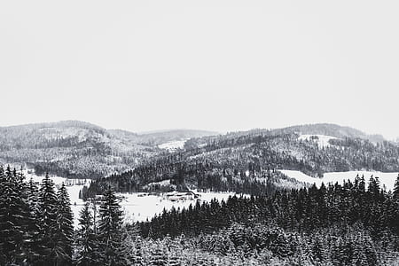 tree, snow, cloud, forest thumbnail