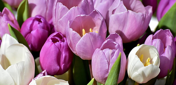 purple and white tulip flowers thumbnail