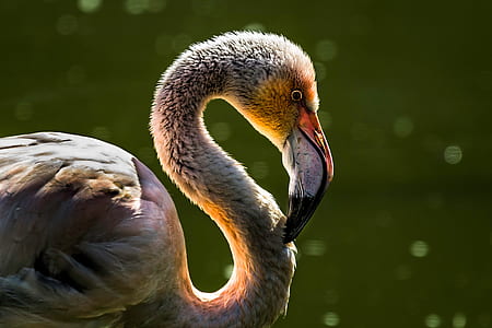 white flamingo selective focus photo thumbnail
