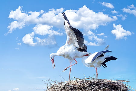 two white long beak birds in the nest thumbnail