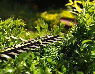 hedge trimmer over plant thumbnail
