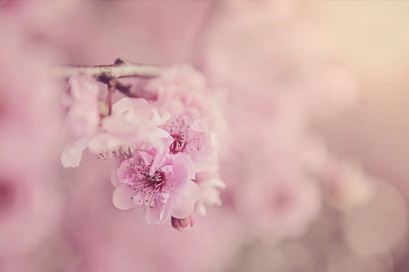 nature, flowers, petals, blur thumbnail