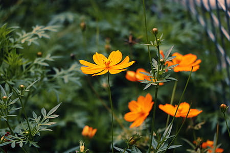 Selective Focus Photography of Orange Sunroot Flowers thumbnail