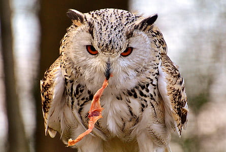 brown, white, and black barn owl eating meat thumbnail