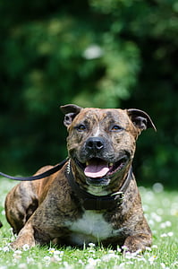 adult brown brindle and white American pit bull terrier prone lying on green grass field thumbnail