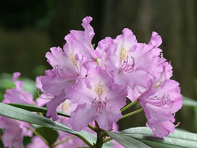 selective focus photography of purple rhododendron flowers thumbnail