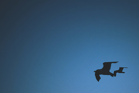 two crows flying under blue sky thumbnail