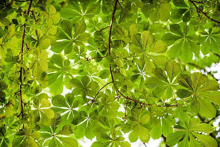 green leaves thumbnail