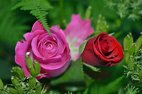 pink and red roses thumbnail