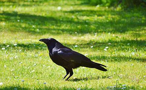 crow on lawn field during daytime thumbnail