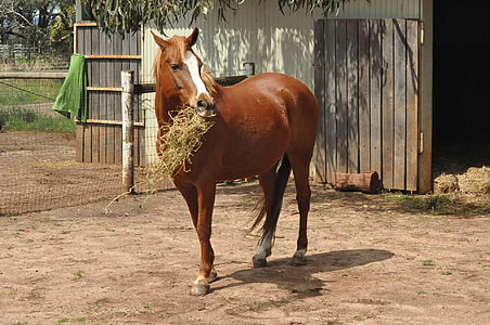 brown horse eating haystack thumbnail
