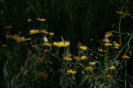 four paper kite butterflies perching on daisy flowers thumbnail