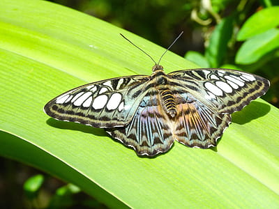 gray, black, and white butterfly perching on leaf thumbnail