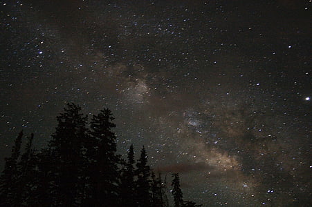 silhouette of trees during night time thumbnail