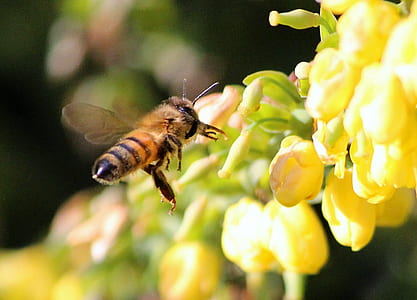 honey bee hovering near yellow flowers thumbnail