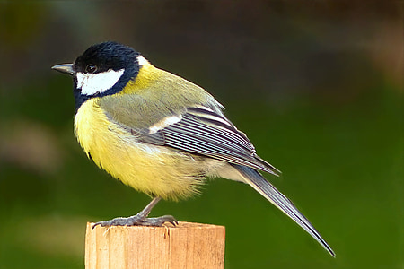 shallow focus photography of yellow and black bird thumbnail