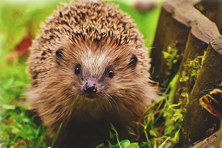 close-up photography of animal on green grass thumbnail
