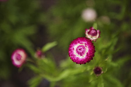 Selective Focus Photography of Pink Petaled Flowers thumbnail