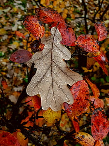 water dew on brown leaf thumbnail