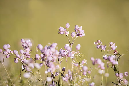 purple flowering plant thumbnail
