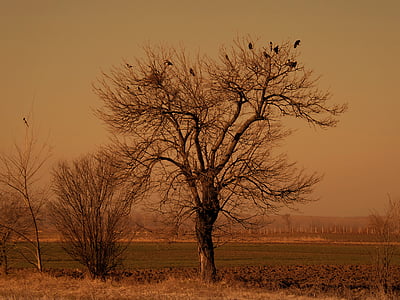 birds perched on bared tree at daytime thumbnail