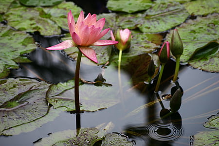 pink lotus flower on lily pad thumbnail