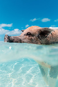 fig swim in water thumbnail