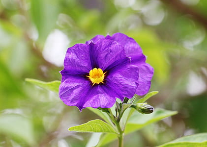 purple petunia flowers blooming at daytime thumbnail
