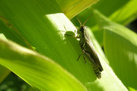 Grasshopper on a Corn Stalk thumbnail