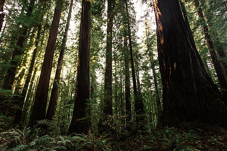 low-angle photography of tall green trees thumbnail