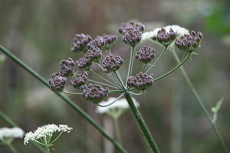 selective focus photography of white and brown petaled flowers thumbnail