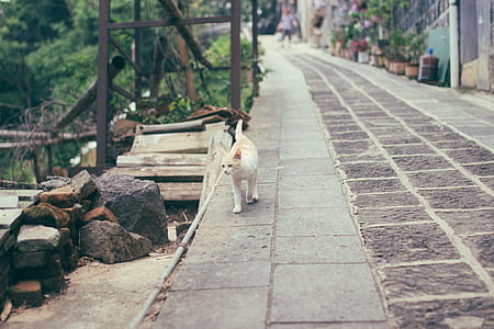 short-fur white cat on roadside during daytime thumbnail