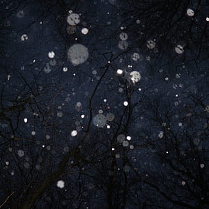 black tree branches at nighttime thumbnail