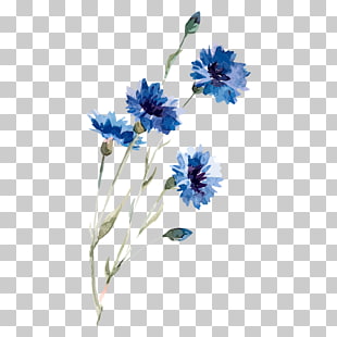Cornflower Drawing Watercolor painting Illustration, Watercolor flowers, blue petaled flower illustration PNG clipart