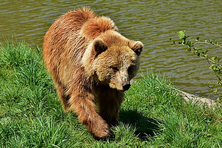 bear near body of water thumbnail