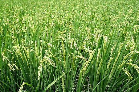 green wheat fields thumbnail