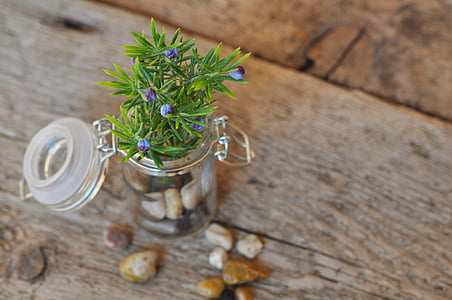 clear glass hermetic canister with green plant thumbnail