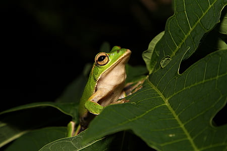 green frog on top of green leaf thumbnail