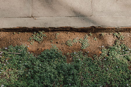 green grasses near concrete pavement thumbnail
