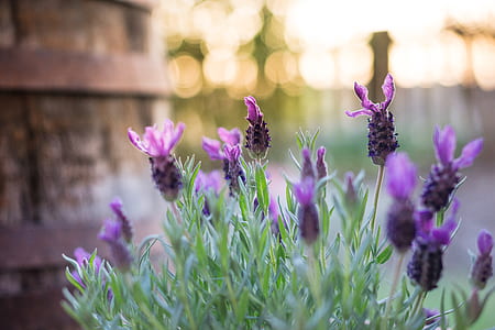 selective focus photography of purple flowers thumbnail